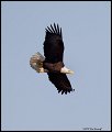 _2SB7888 american bald eagle